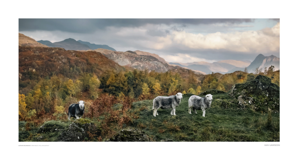 Autumn Splendour