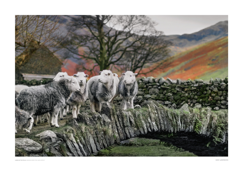 Ladies of the Fells